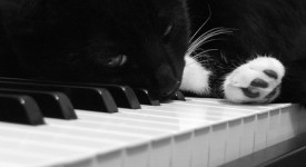 pianoforte per gatti