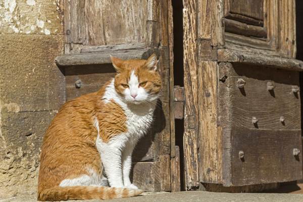 gatto vicino alle porte di una chiesa