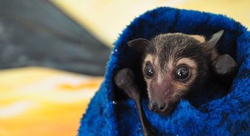 Pipistrelli abbandonati
