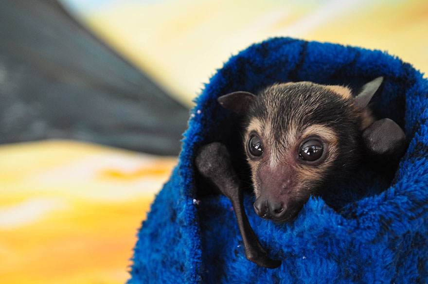 Pipistrelli abbandonati