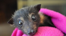 Pipistrelli abbandonati