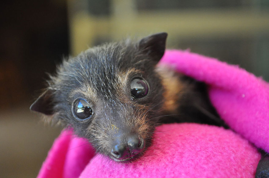 Pipistrelli abbandonati