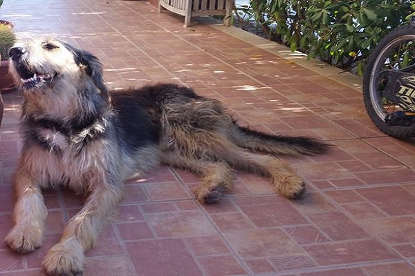 spinone felice