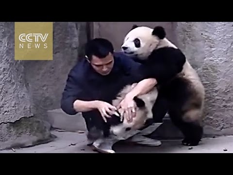 2 cuccioli di panda che non vogliono medicina