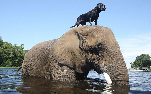 elefante cane amici