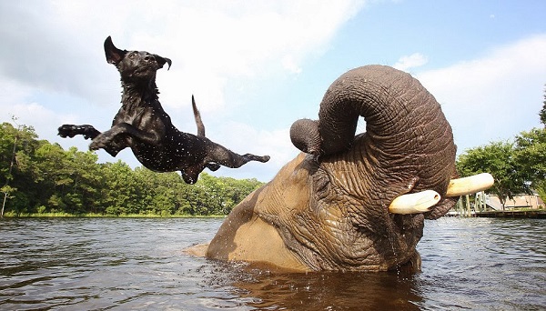 elefante cane che giocano