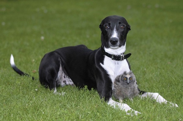 cane gufo amici