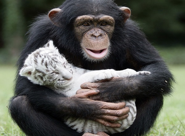 scimpanzè tigre amicizia