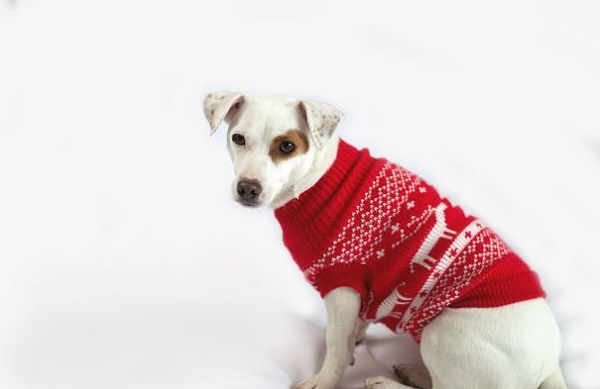 cane che indossa maglione