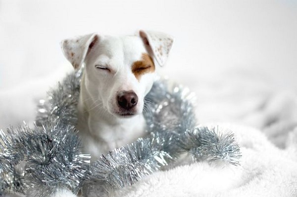 jack russel natale