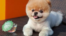 cane più dolce
