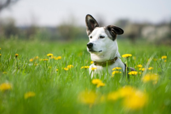 reato di maltrattamento degli animali