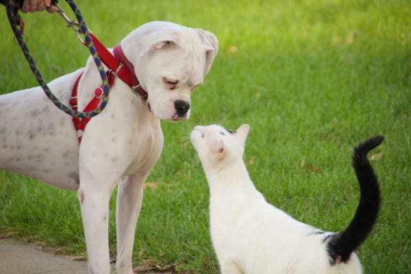 gatti più divertenti cani video