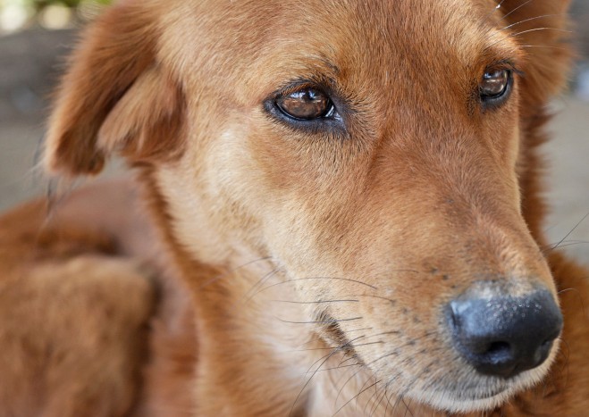 Cane gettato nel pozzo