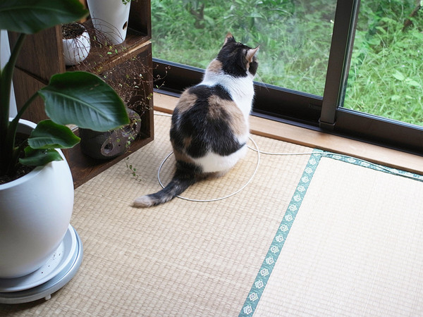 gatto guarda fuori finestra