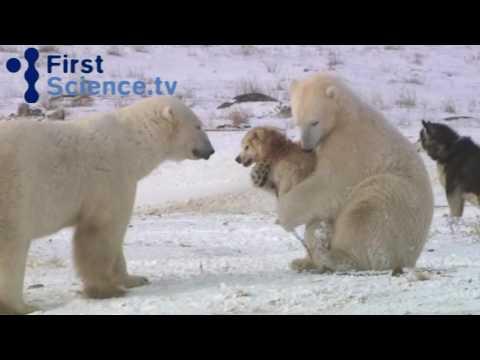 video cani orsi polari