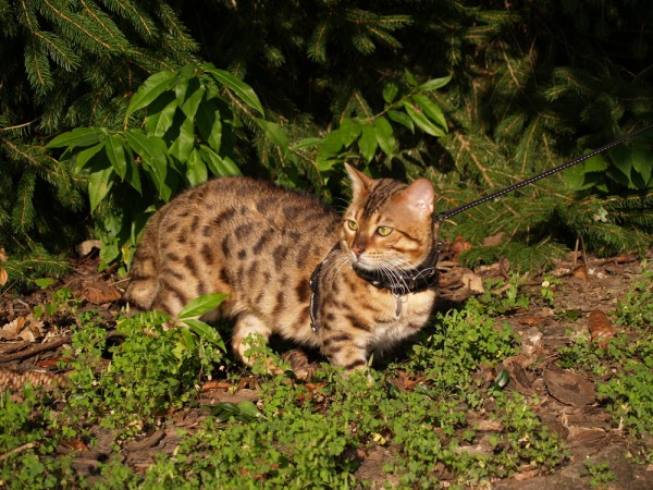 gatto savannah google