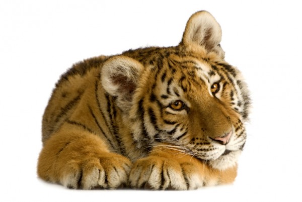 tigre, storie bestiali 2014