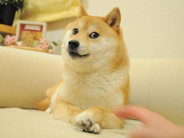 doge dog