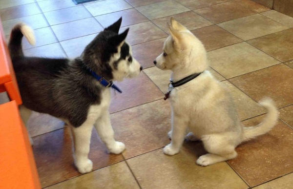 cuccioli husky giocano