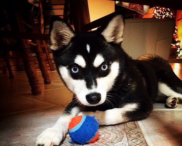 cane che gioca pallina