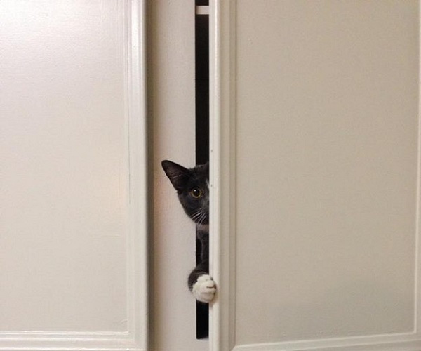 gatto nascosto