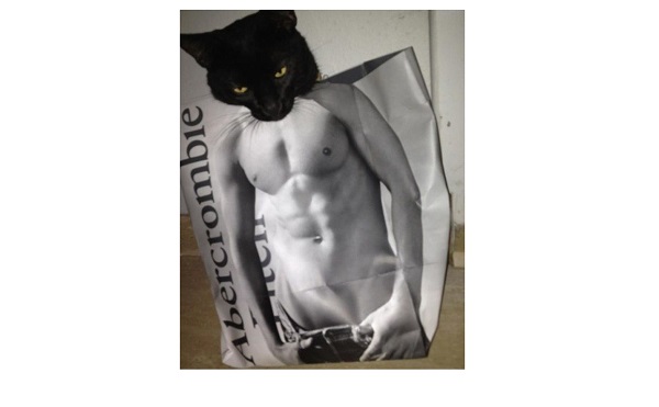 gatto modello abercrombie