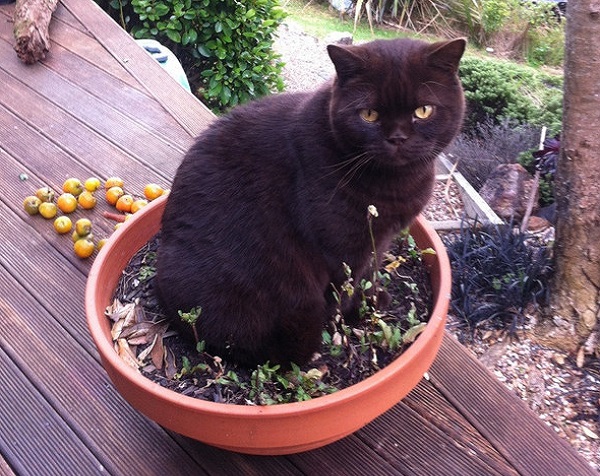 gatto vaso pianta