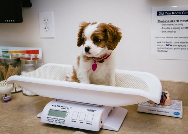 cagnolina veterinario