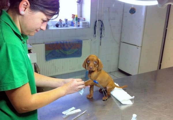 piccolo cane veterinario