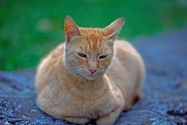 Gravidanza gatti, durata, sintomi cuccioli