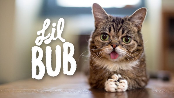 lil bub