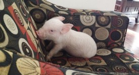 maiale come animale domestico