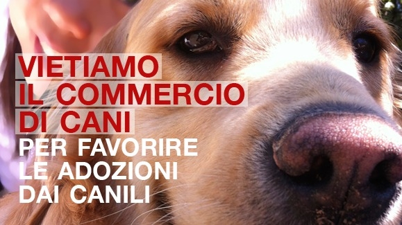 petizione vietare vendita cani