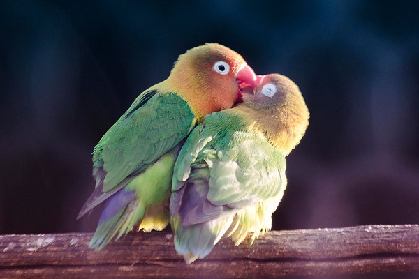 pappagalli inseparabili
