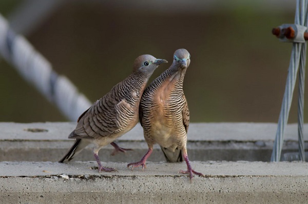uccelli corteggiamento