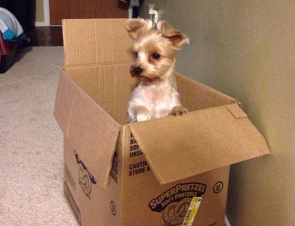 cane dentro scatolo
