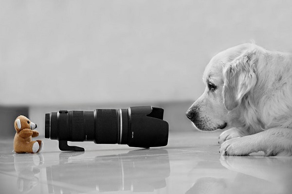 cane posa fotografia