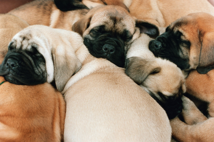 cuccioli di cane