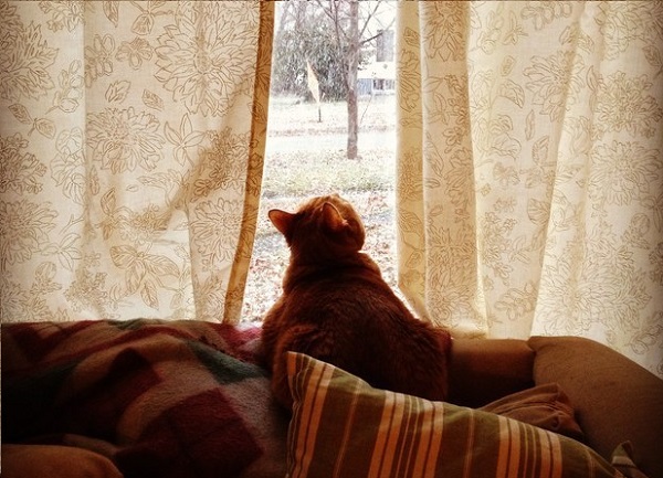 gatto guarda finestra