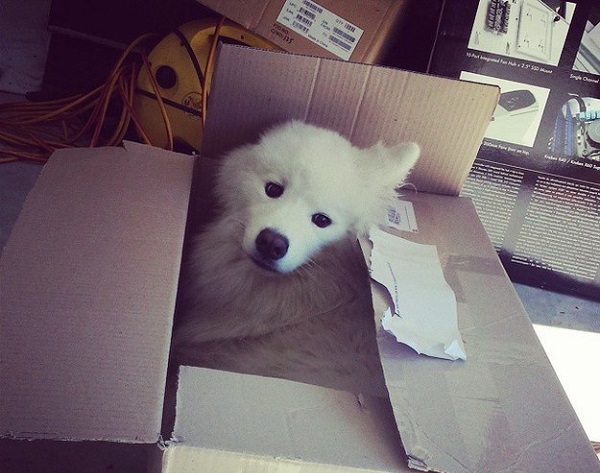 cane dentro scatolo