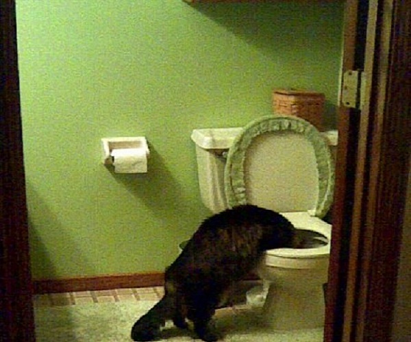 gatto wc