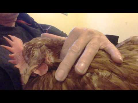 video gallina fusa come gatto