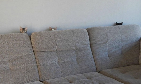 gatti divano
