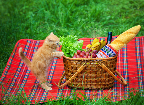 6 alimenti umani che gatti possono mangiare