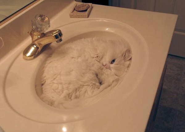 gatto bagno