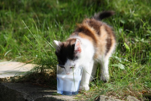 6 cibi umani che gatti possono magiare