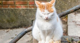 8 cose non immaginate sui gatti