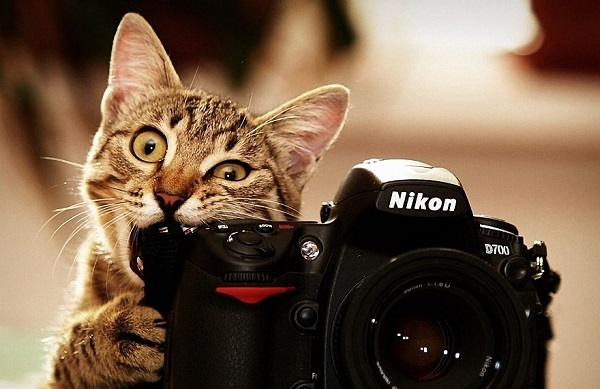 gatto fotocamera