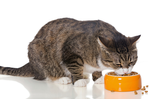6 cibi umani gatti posssono mangiare